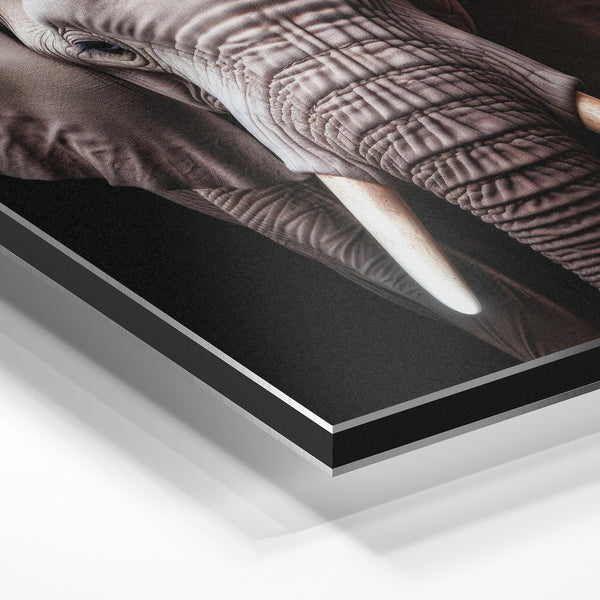 Éléphant face tusks, affiche noir et blanc — Aluminium Dibond