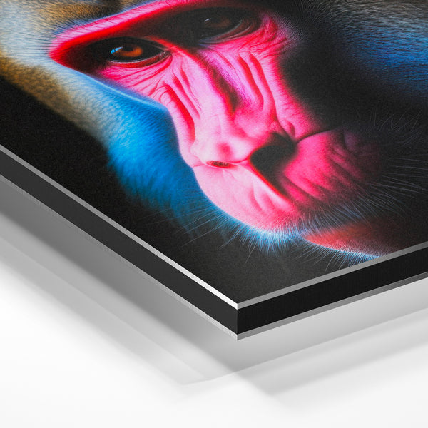 Mandrill néon, portrait animalier noir et rose — Aluminium Dibond