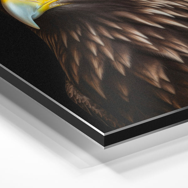 Aigle aux yeux dorés, portrait noir et or — Aluminium Dibond