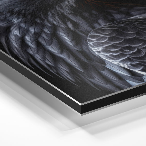 Portrait d'aigle noir et or en gros plan — Aluminium Dibond