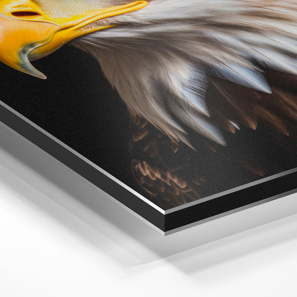 Aigle royal blanc et noir, regard perçant — Aluminium Dibond