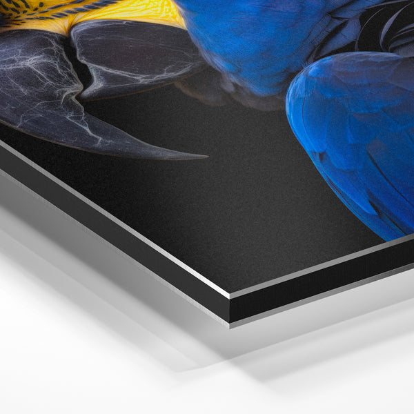 Ara bleu et or, portrait animalier réaliste — Aluminium Dibond