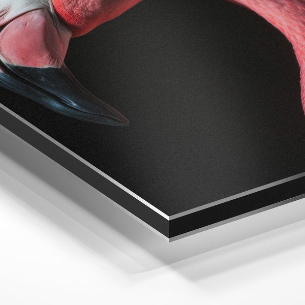 Flamant rose portrait noir et blanc minimaliste — Aluminium Dibond