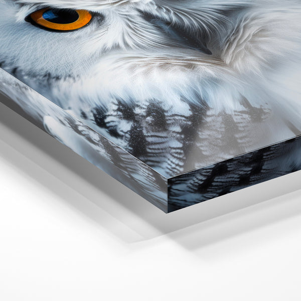 Portrait de chouette blanche aux yeux dorés — Verre acrylique