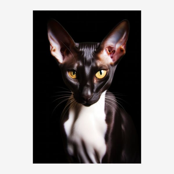 Chat sphynx noir et blanc au regard doré — Toile sur châssis