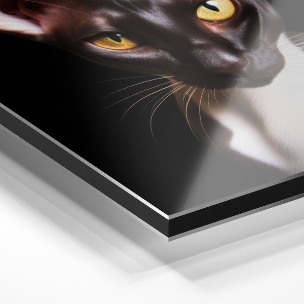 Chat sphynx noir et blanc au regard doré — Aluminium Dibond relief 3D