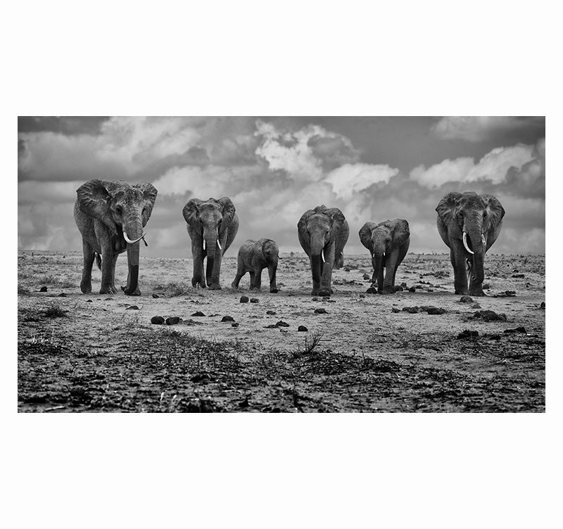 Original Art Photo Elephant Group