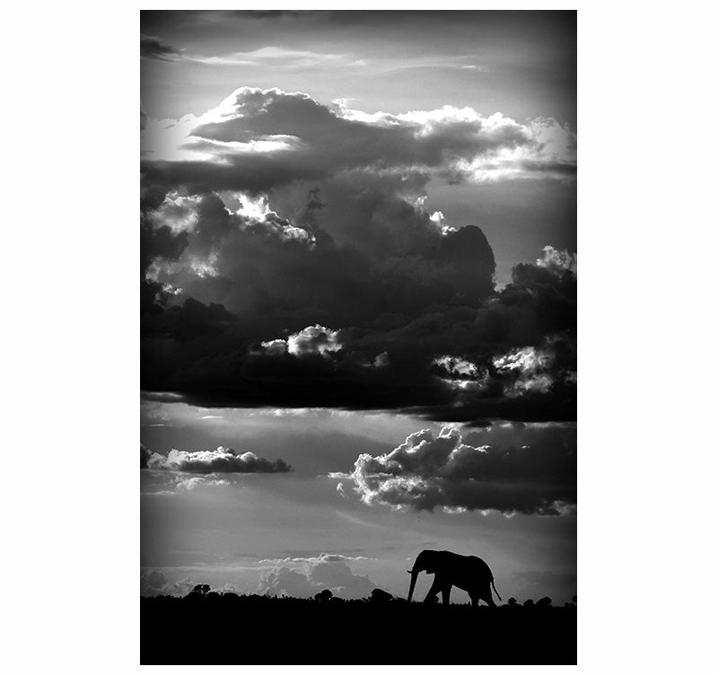 Wild Art Photo Elephant
