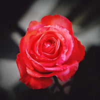 Rose Modern Art Photo
