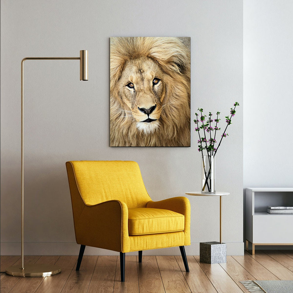 Photo d'art regard du lion