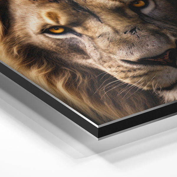 Lion crinière dorée, regard frontal noir et or — Aluminium Dibond