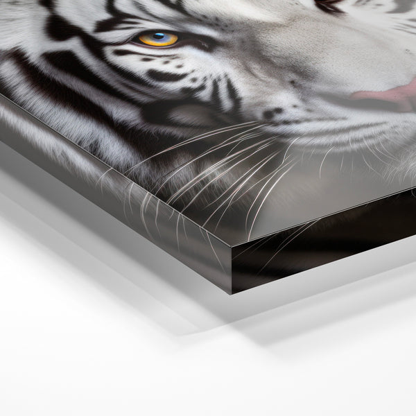 Tigre blanc aux yeux d'or, portrait noir et blanc — Verre acrylique
