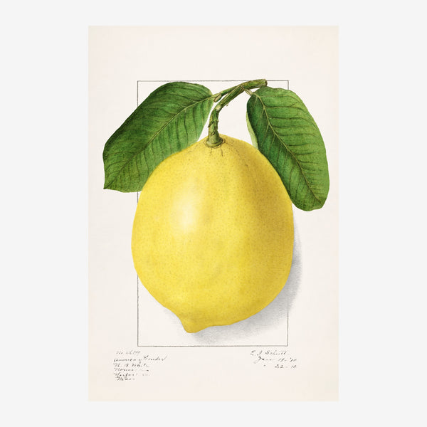 Citron jaune et feuilles vertes, style botanique — Toile sur châssis