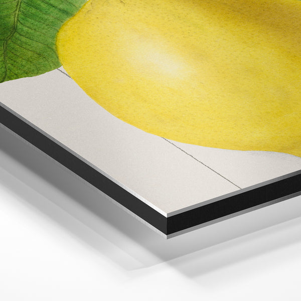 Citron jaune et feuilles vertes, style botanique — Aluminium Dibond