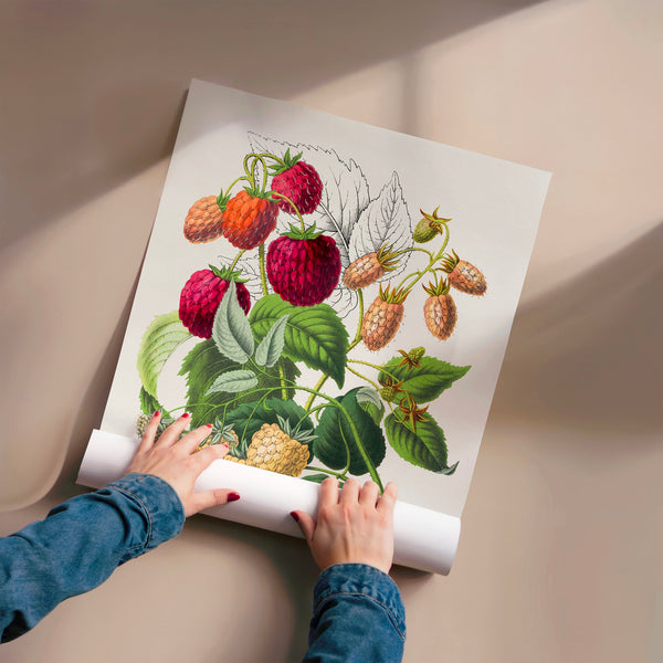 Framboises et mûres, botanique vintage ornementale — Poster HP mat