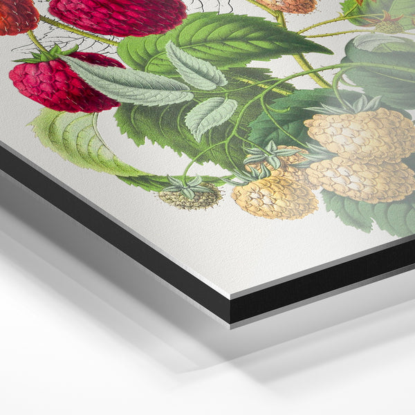 Framboises et mûres, botanique vintage ornementale — Aluminium Dibond relief 3D