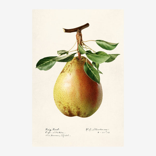 Poire dorée, illustration botanique classique — Toile sur châssis