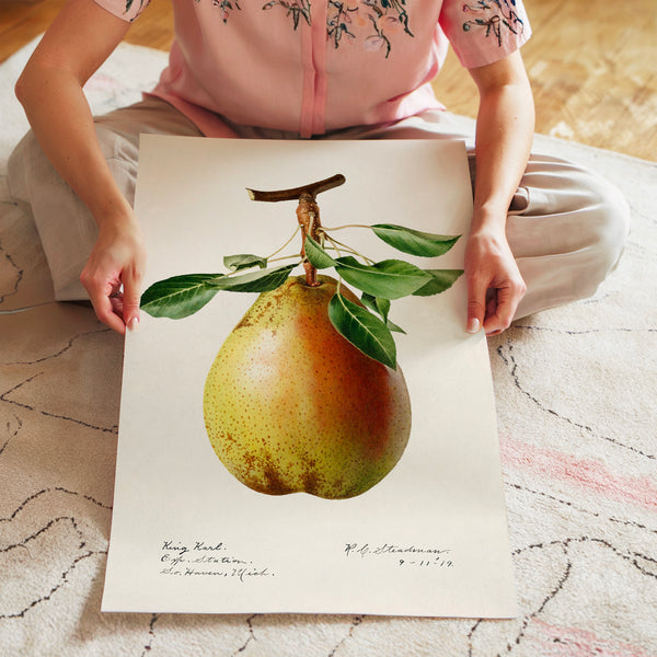 Poire dorée, illustration botanique classique — Poster HP mat