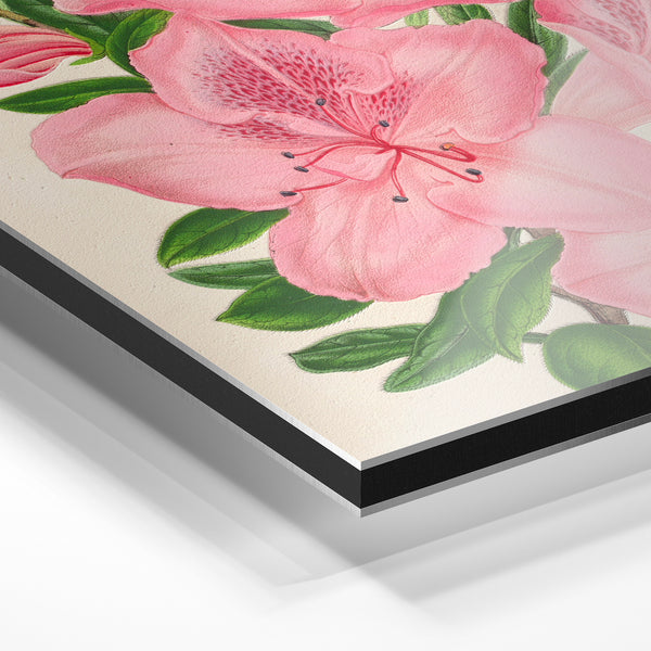 Illustration botanique : azalées roses et feuillage vert — Aluminium Dibond relief 3D