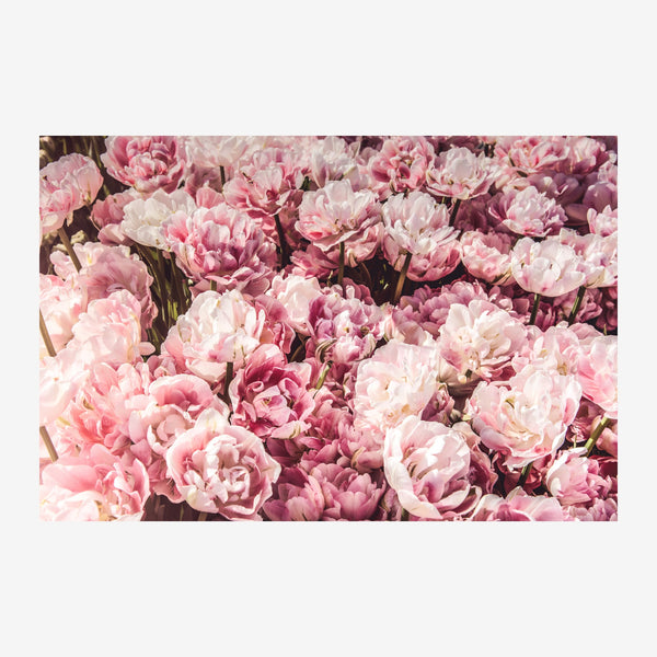 Champ de pivoines roses - décoration botanique — Poster HP mat