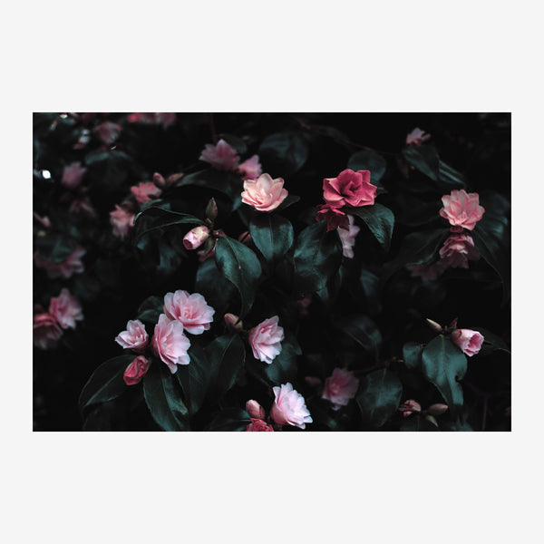 Roses roses et noires, tableau botanique — Poster HP mat