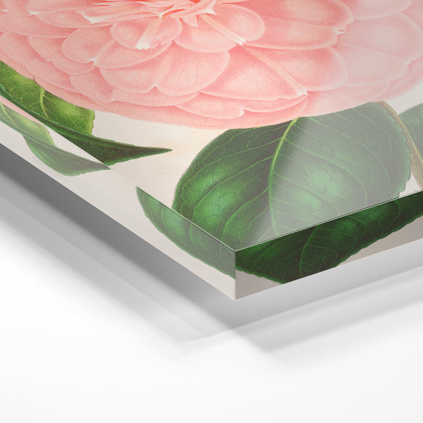 Pivoine rose pâle, illustration botanique — Verre acrylique