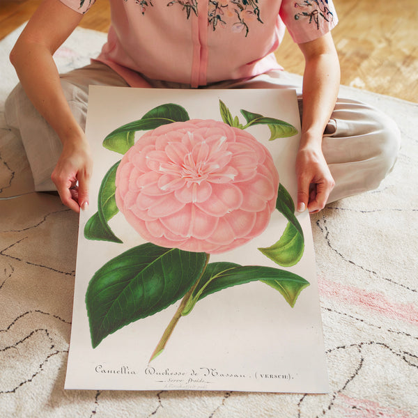 Pivoine rose pâle, illustration botanique — Poster HP mat