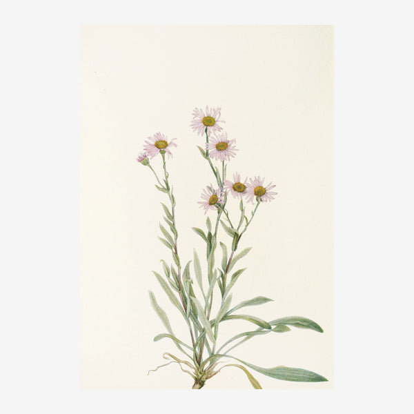 Marguerites roses et blanches, botanique classique — Toile sur châssis