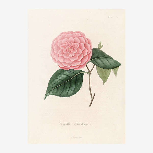 Pivoine rose, illustration botanique classique — Toile sur châssis
