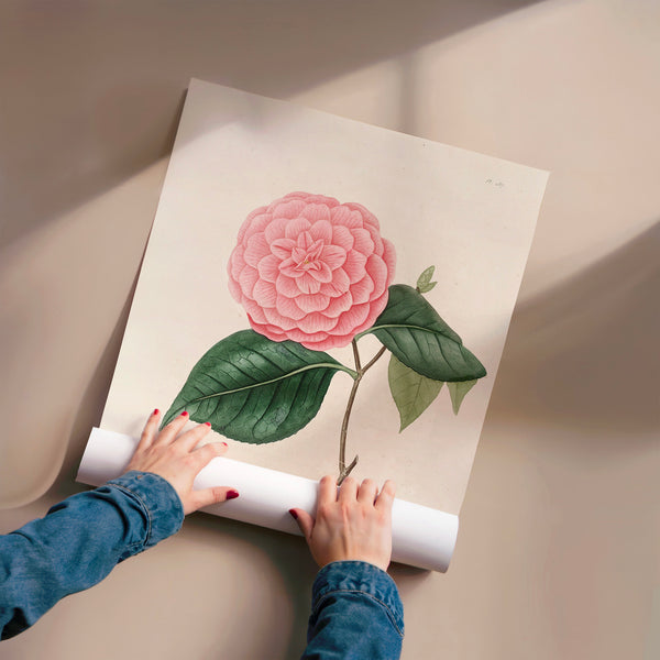Pivoine rose, illustration botanique classique — Poster HP mat