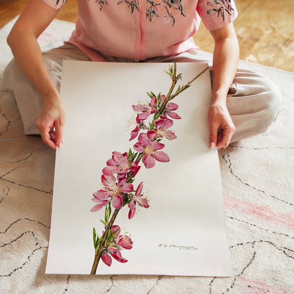 Branche de fleurs roses, illustration botanique — Poster HP mat
