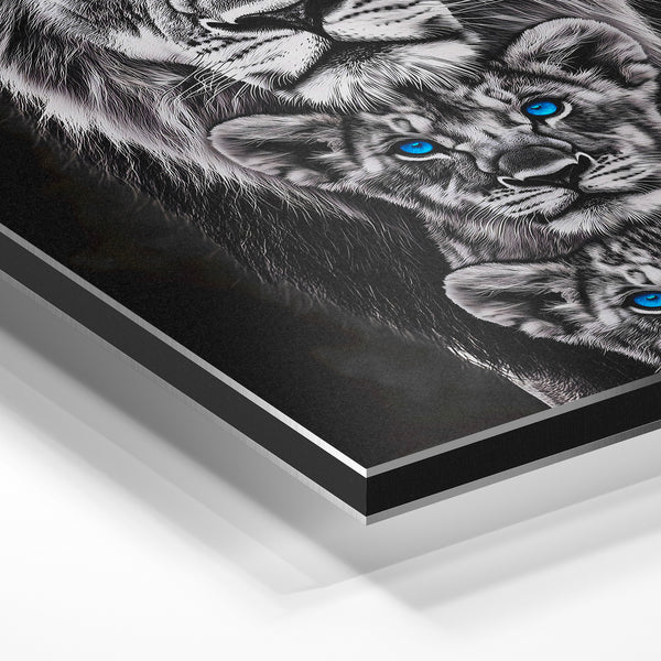 Trio de lions aux yeux bleus, noir et blanc — Aluminium Dibond