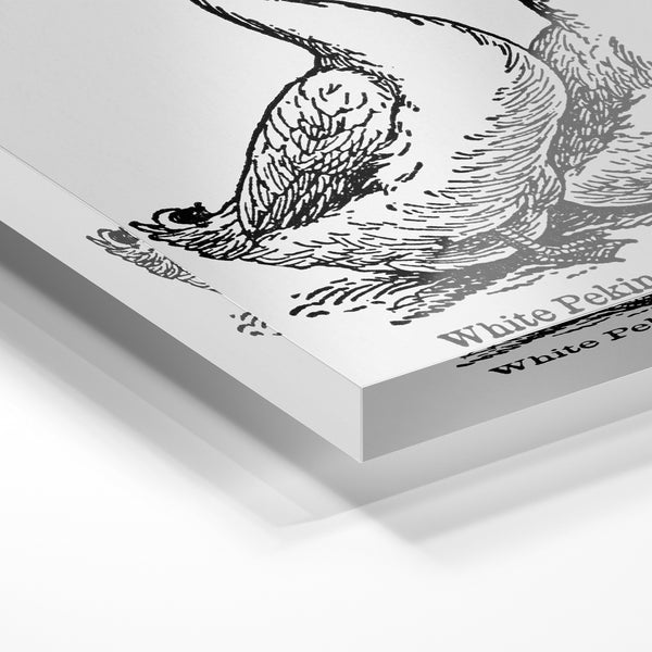Canard et canéton blanc, illustration noir et blanc — Verre acrylique