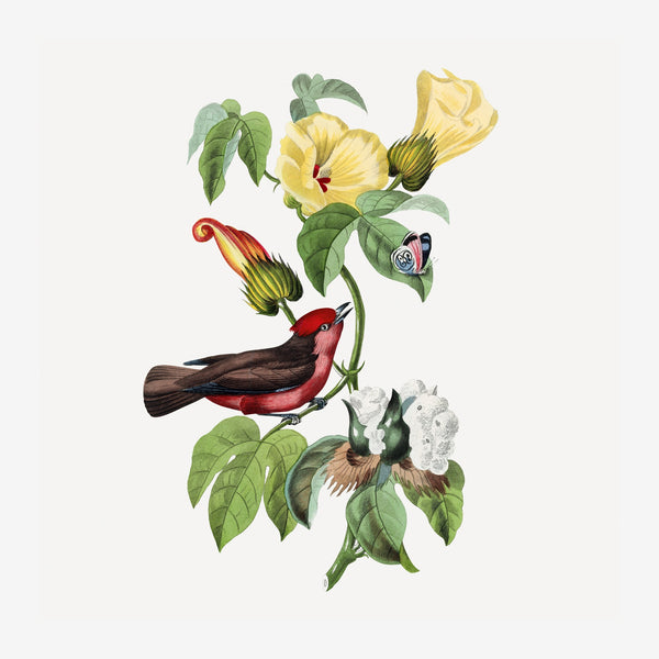 Oiseau et fleurs jaunes, style botanique — Poster HP mat