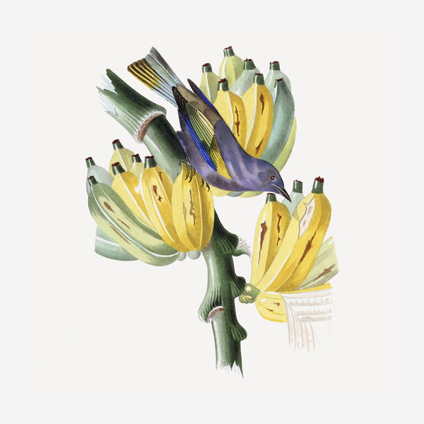 Oiseau sur branche de bananes, illustration botanique — Toile sur châssis