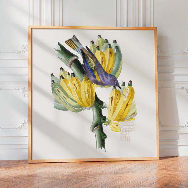 Oiseau sur branche de bananes, illustration botanique — Poster HP mat