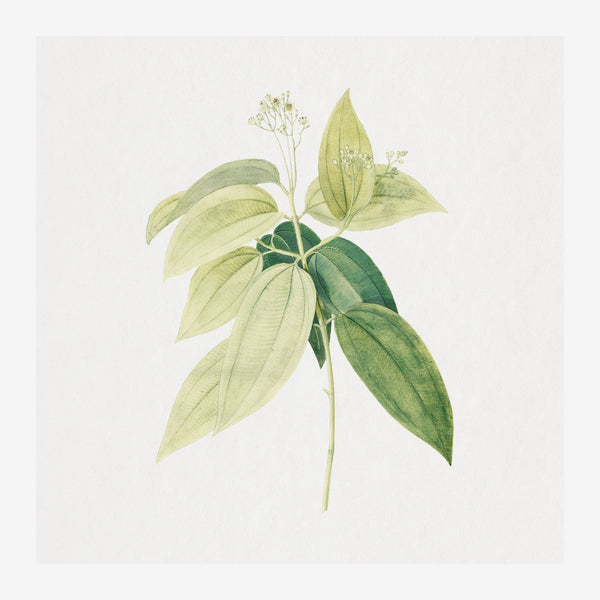 Botanica blanc et vert pâle - Art mural nature — Toile sur châssis