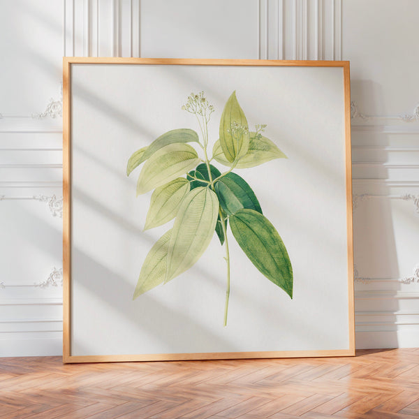 Botanica blanc et vert pâle - Art mural nature — Poster HP mat