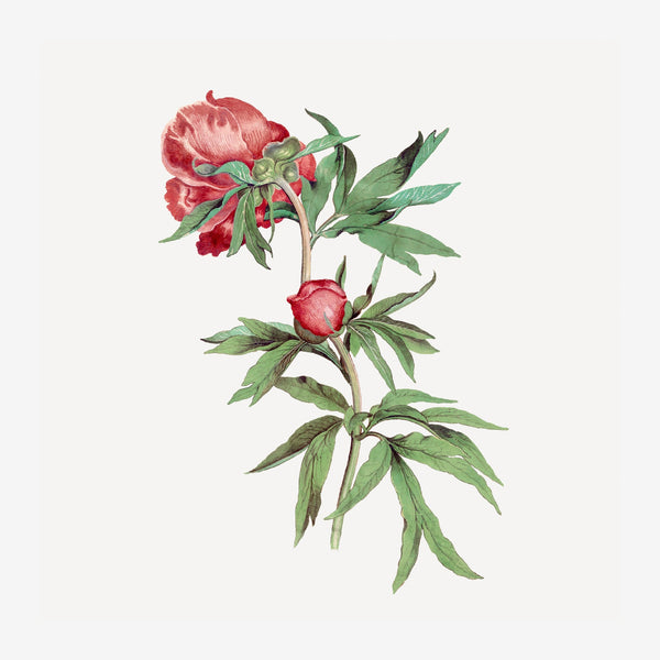 Pivoine rouge et feuillage : illustration botanique — Poster HP mat