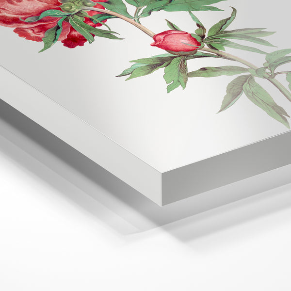 Pivoine rouge et feuillage : illustration botanique — Verre acrylique