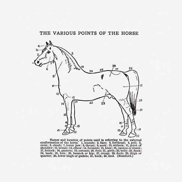 Les Points du Cheval – Diagramme éducatif — Poster HP mat