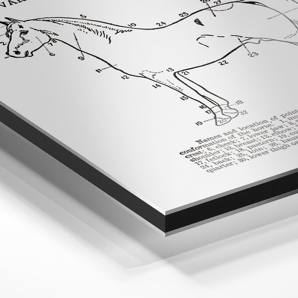 Les Points du Cheval – Diagramme éducatif — Aluminium Dibond relief 3D