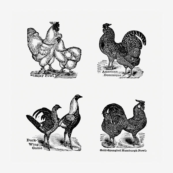 Galerie de poules et coqs en noir et blanc — Poster HP mat