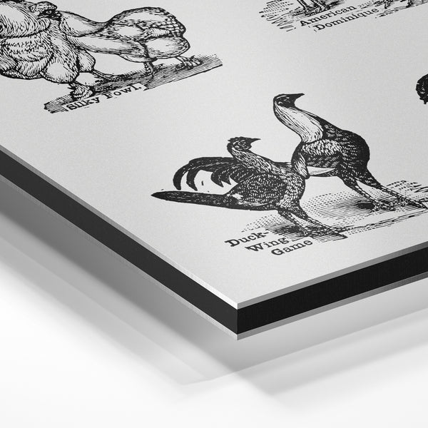 Galerie de poules et coqs en noir et blanc — Aluminium Dibond