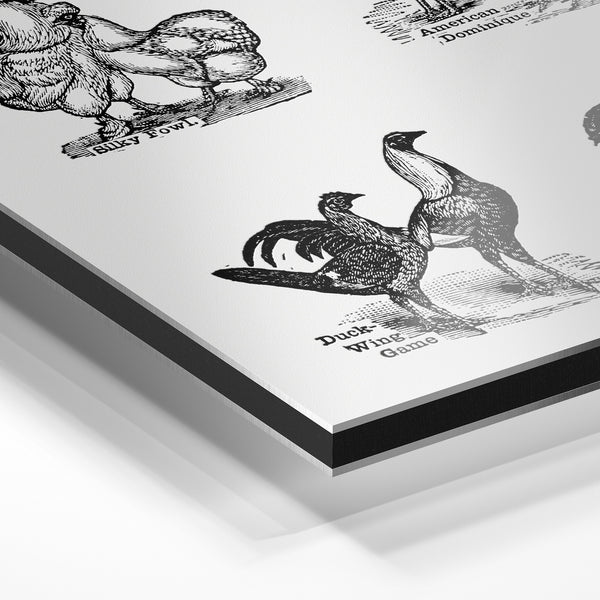 Galerie de poules et coqs en noir et blanc — Aluminium Dibond relief 3D