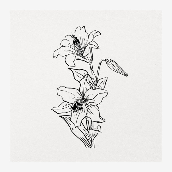 Lys en ligne - Fleur minimaliste noir et blanc — Toile sur châssis