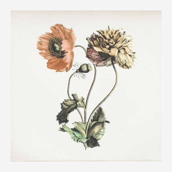 Coquelicots et renonculées, étude botanique — Toile sur châssis
