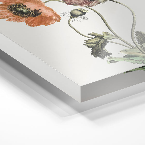 Coquelicots et renonculées, étude botanique — Verre acrylique