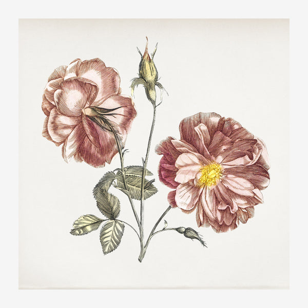 Pivoines rose et blanc, illustration botanique — Toile sur châssis
