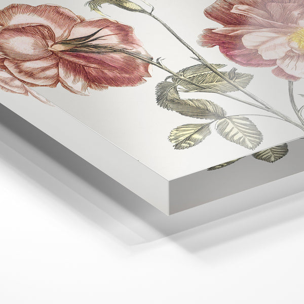 Pivoines rose et blanc, illustration botanique — Verre acrylique